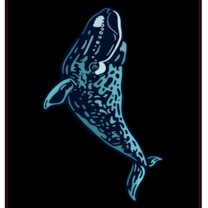 Baleine de l'Atlantique Nord