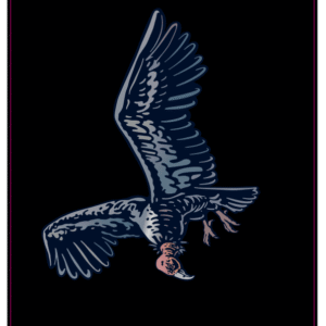 Condor Californien en Vol